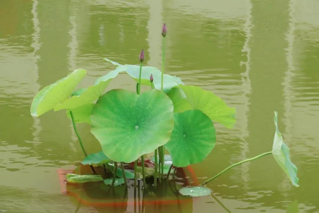 ΢ͼƬ_20200428123519.jpg